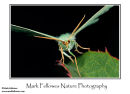 Large emerald moth Geometra papilionaria